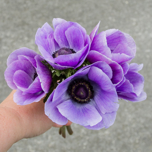 Anemone - Mistral Azzurro