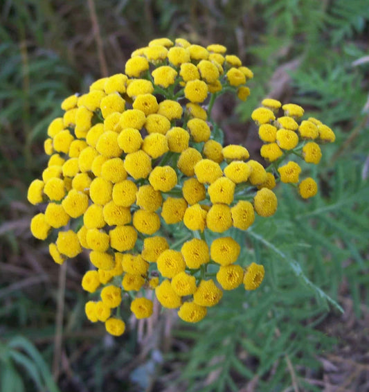 Tansy