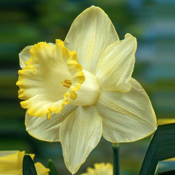 Doorstep Daffodils - Spring CSA Subscription 2025