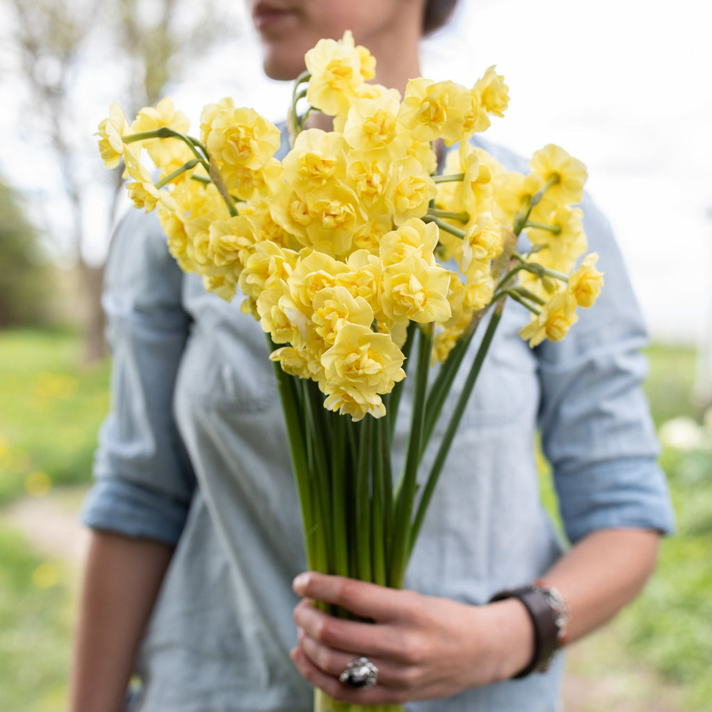 Doorstep Daffodils - Spring CSA Subscription 2025