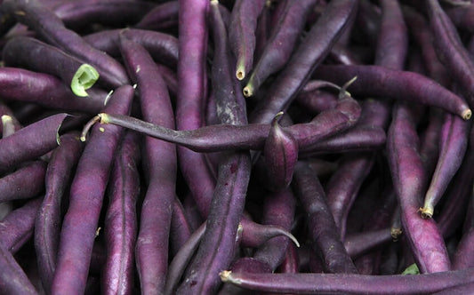 Royal Burgundy Bush Beans