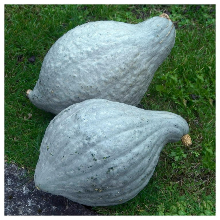 Blue Hubbard Squash