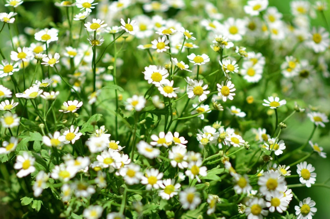 Whipped Body Tallow - Honey Vanilla Bean