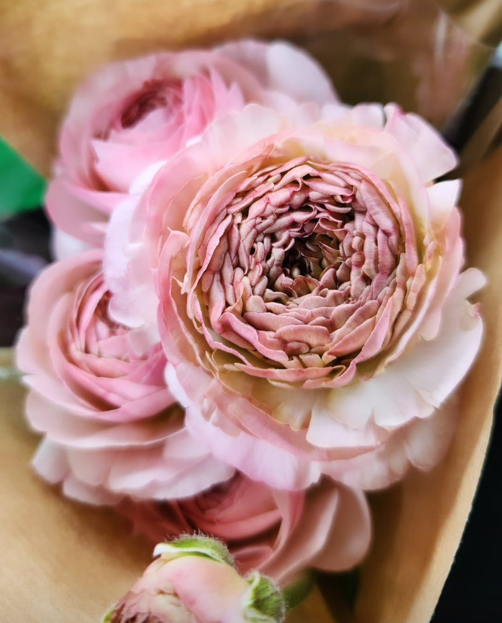 2025 Ranunculus CSA Spring Subscription