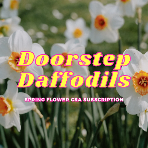 Doorstep Daffodils - Spring CSA Subscription 2025