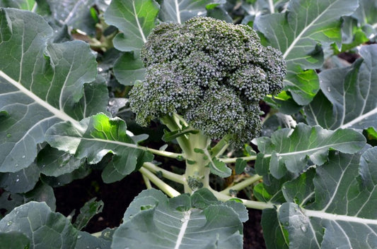 Early Green Broccoli