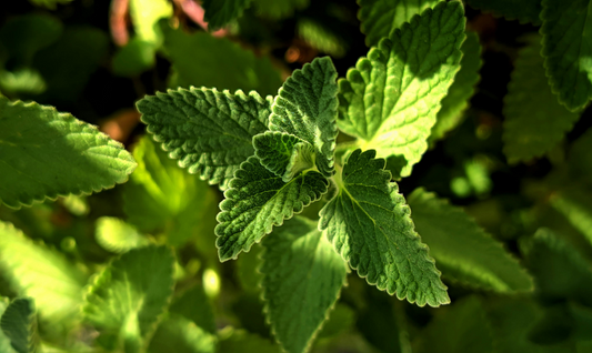 Whipped Body Tallow - Peppermint