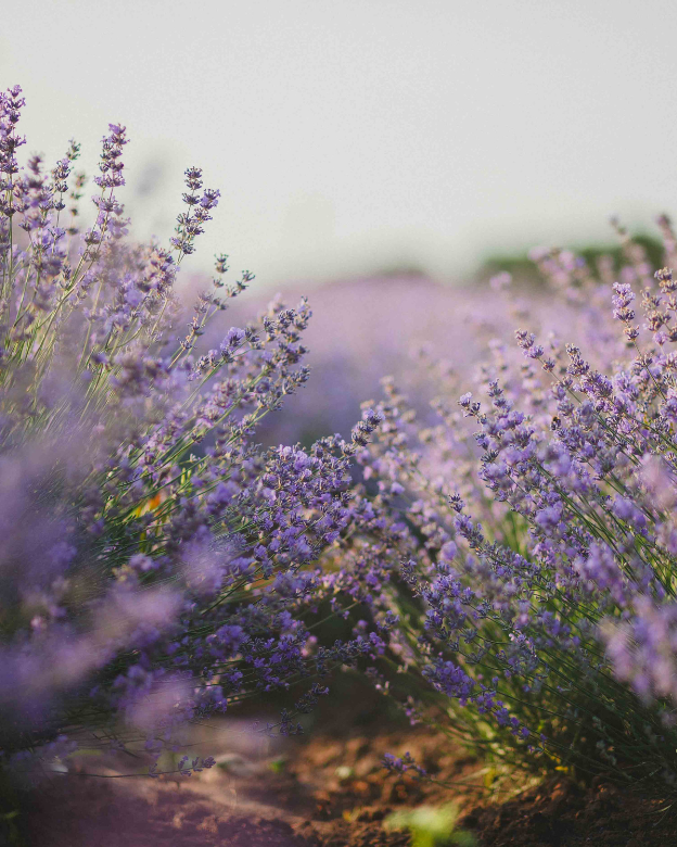 Whipped Body Tallow - Lavender