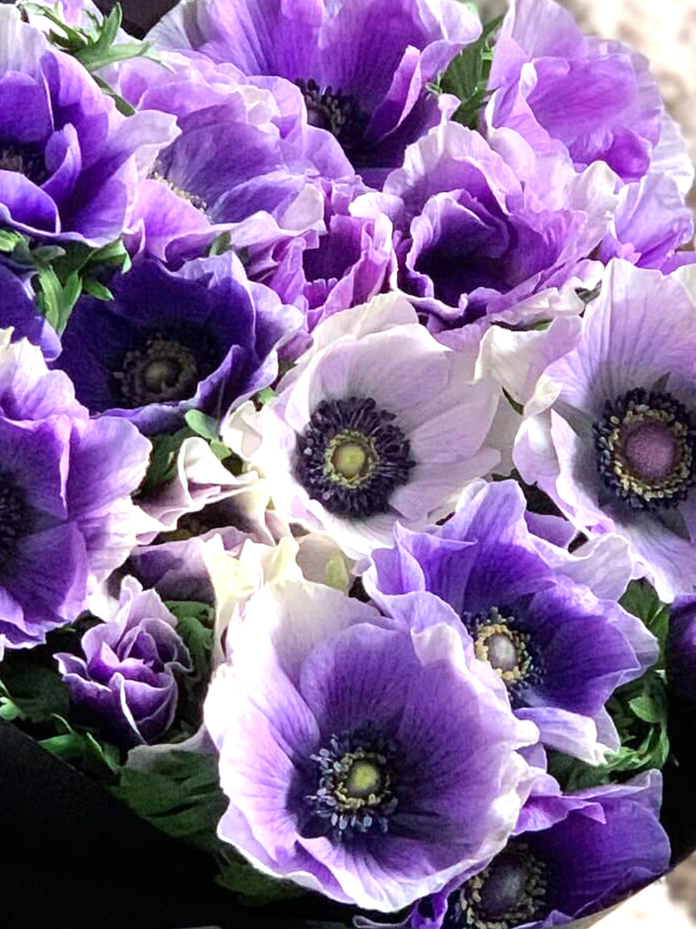 Anemone - Mistral Azzurro