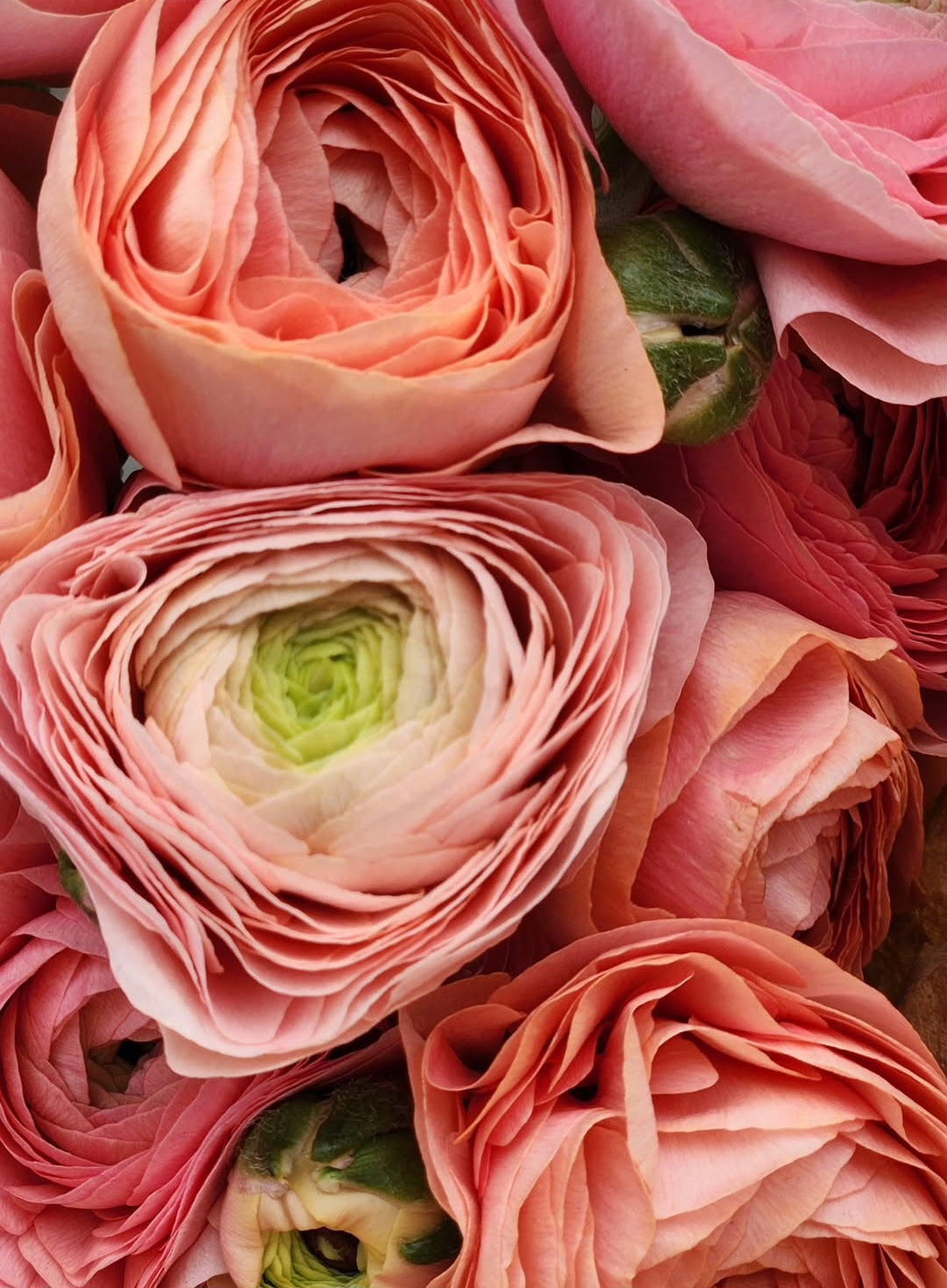 2025 Ranunculus CSA Spring Subscription