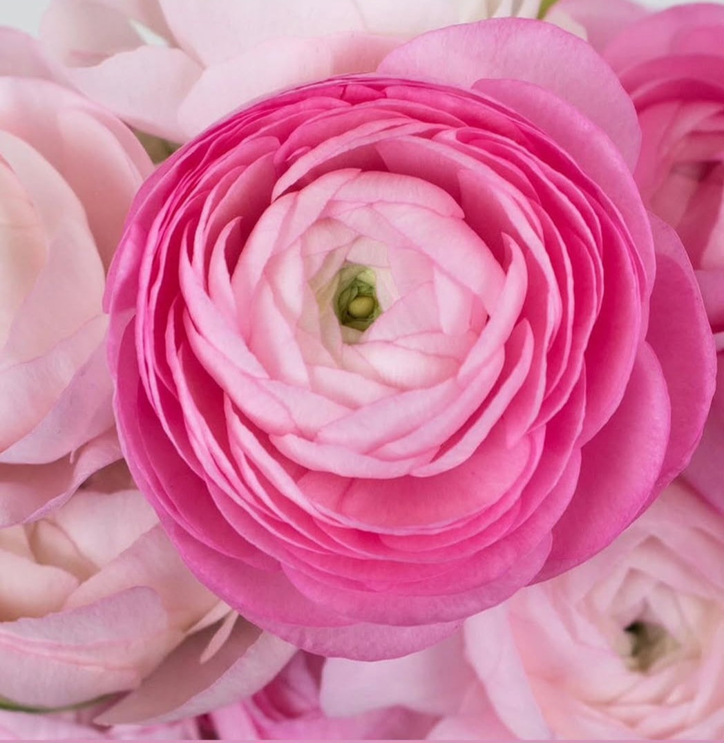 2025 Ranunculus CSA Spring Subscription