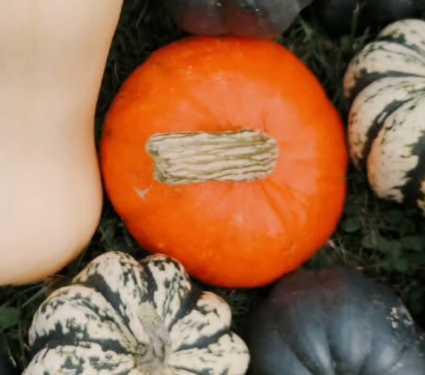 Sunshine Winter Squash