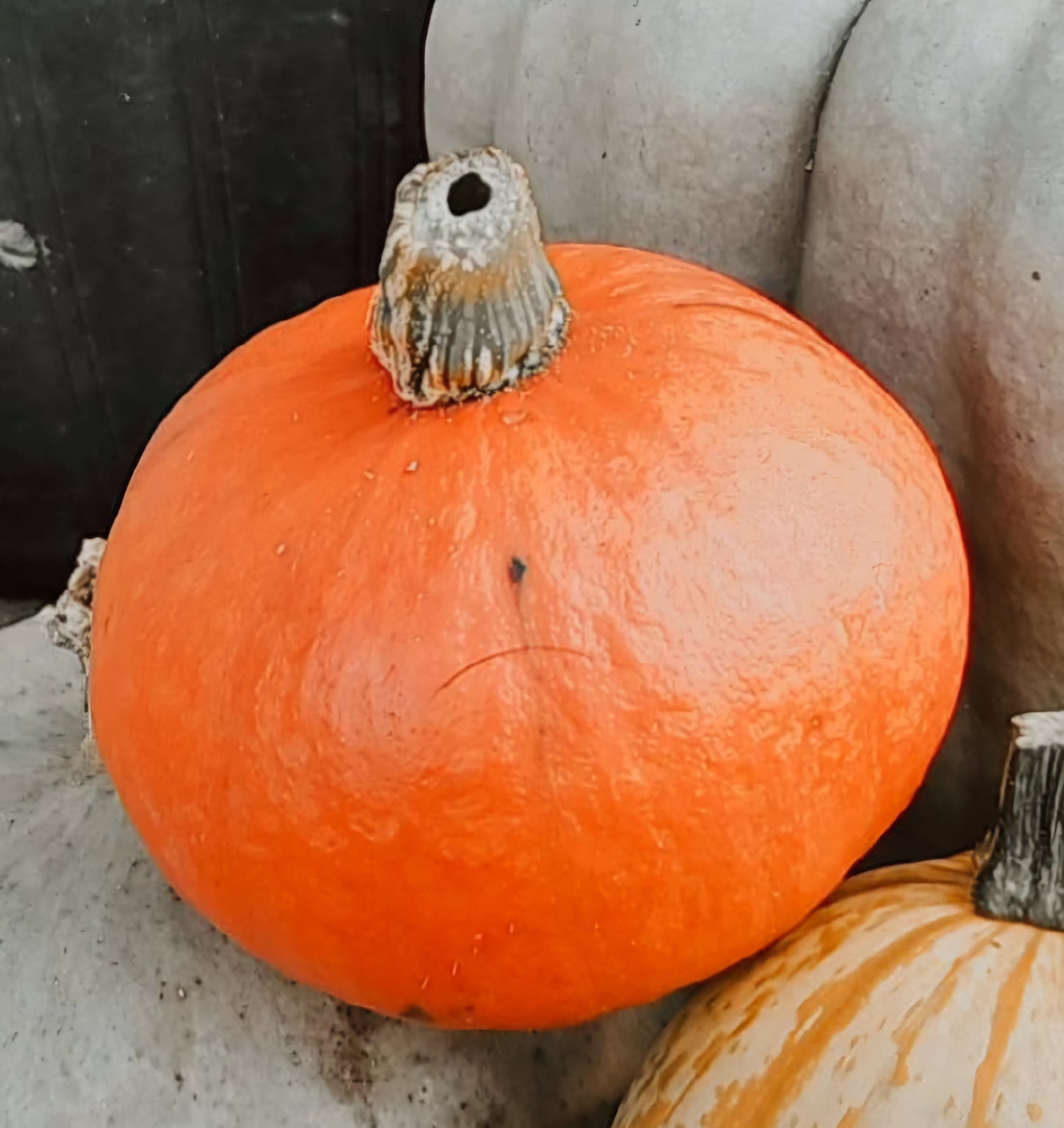 Sunshine Winter Squash