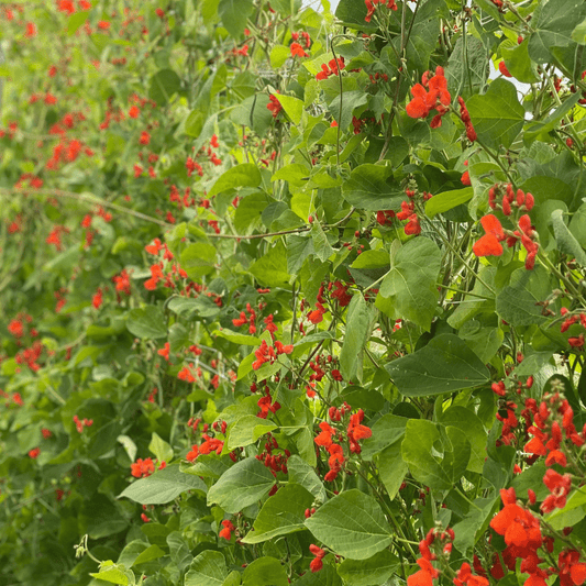 Runner Beans - Scarlet Emperor