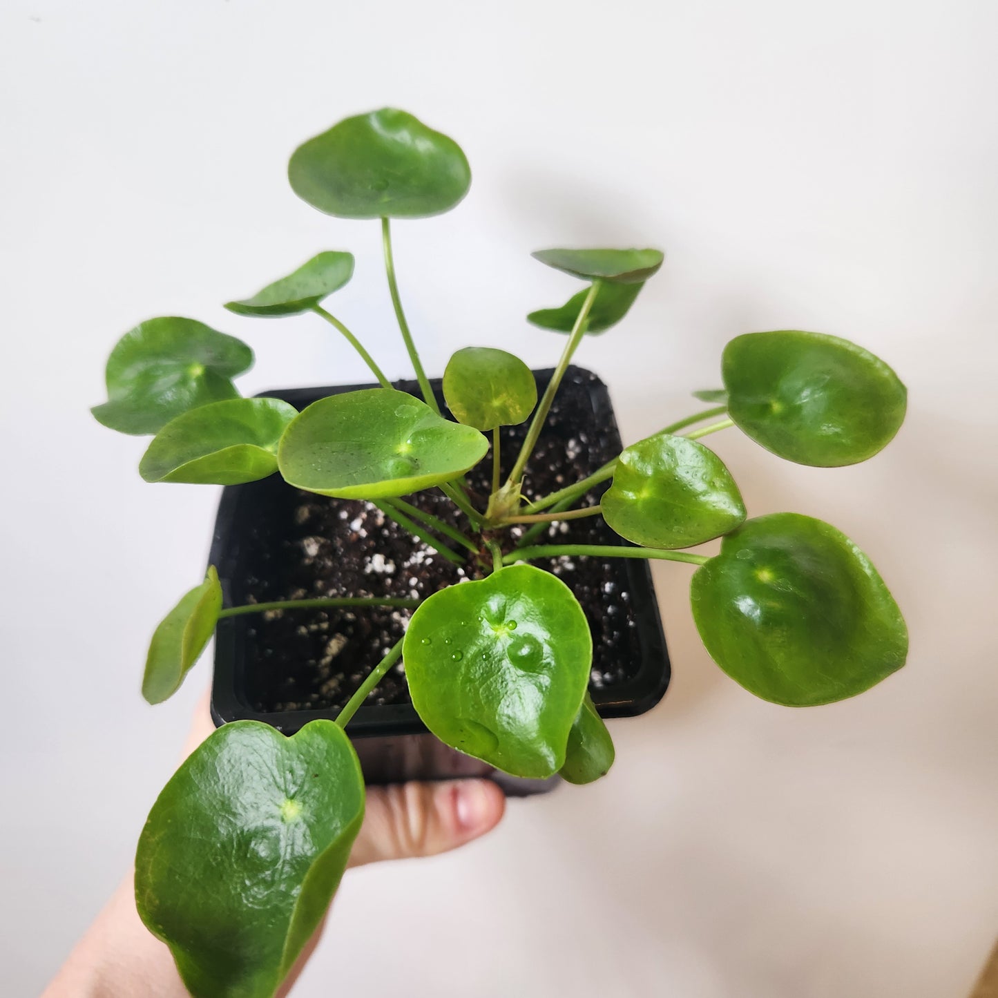 Pilea peperomioides 4" Pot