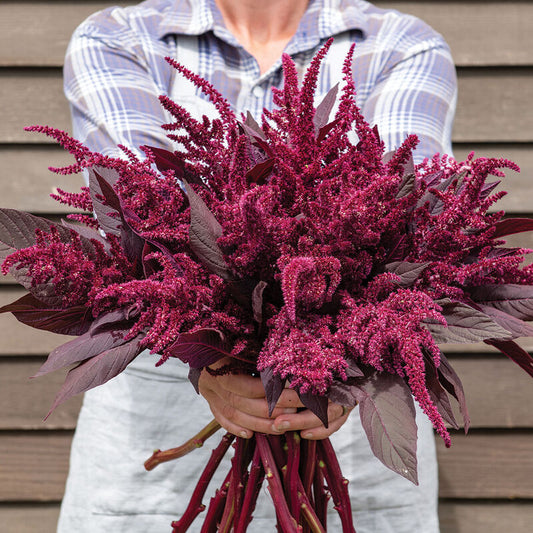 Amaranth - Velvet Curtains