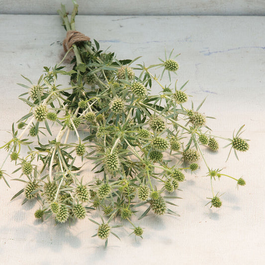 Seaholly (Eryngium) - White Glitter