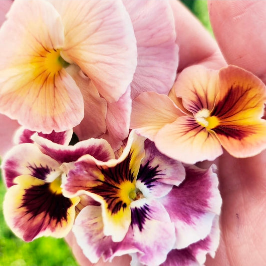 Fresh Edible Viola