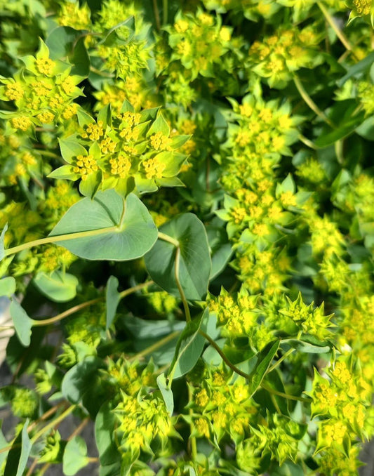 Bupleurum - Griffiti