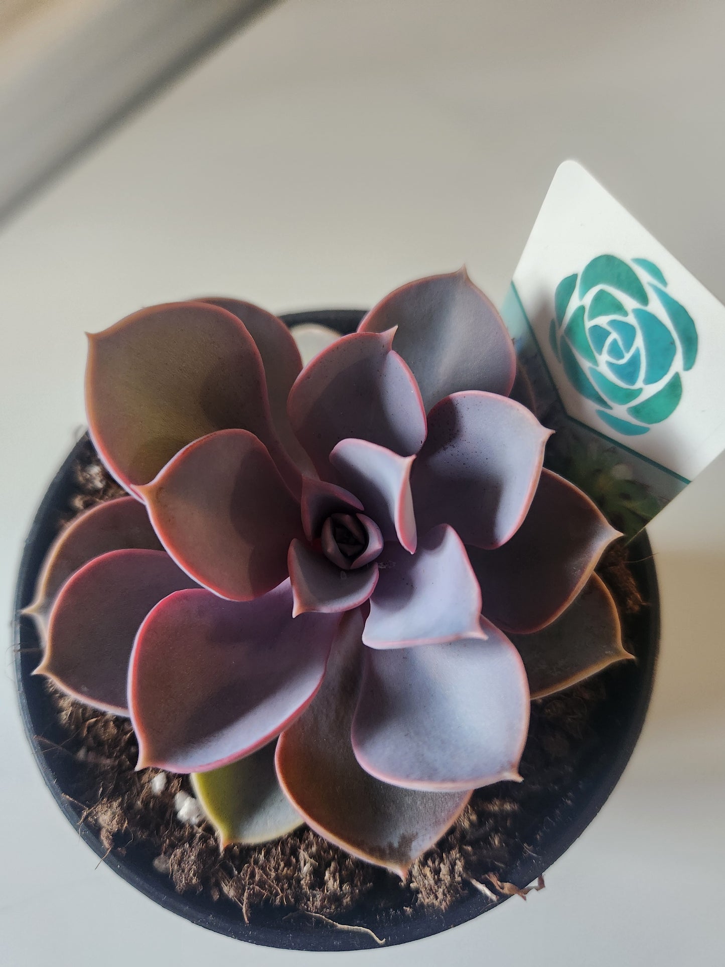 Echeveria 'Purple Pearl'