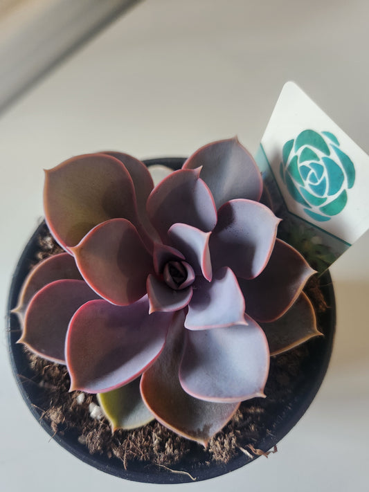 Echeveria 'Purple Pearl'