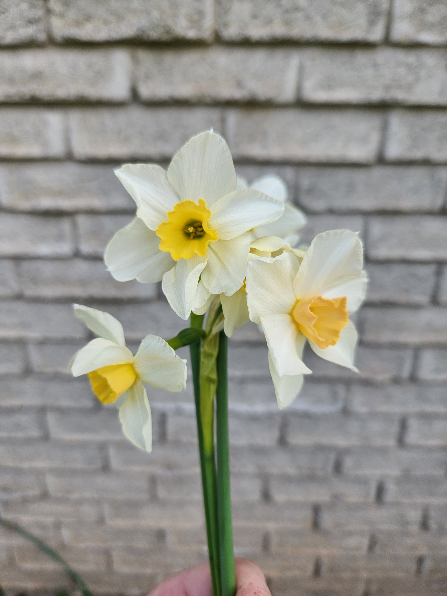 Doorstep Daffodils - Spring CSA Subscription 2025