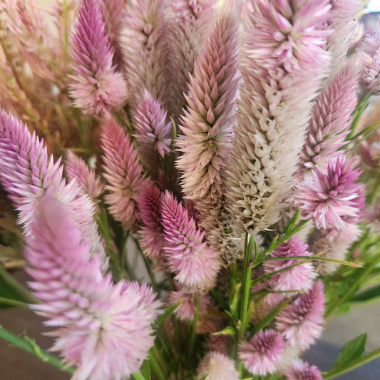 Celosia - Flamingo Feather
