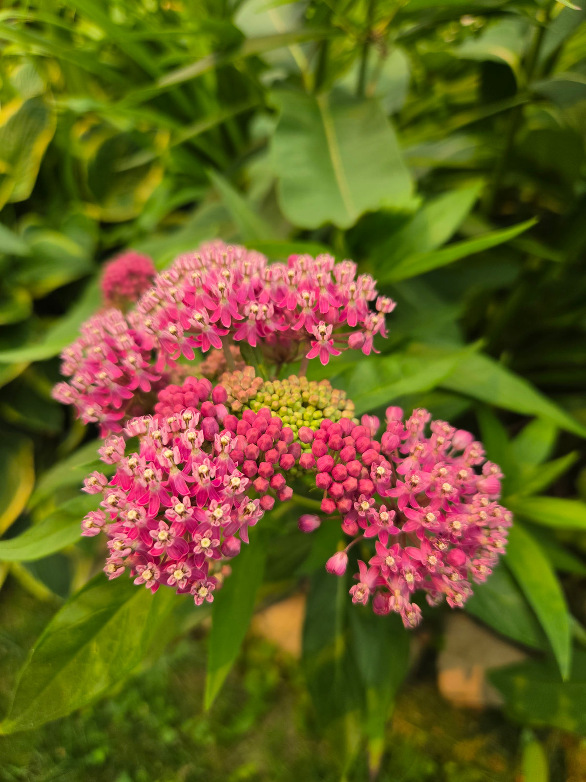 Milkweed - Pink Swamp