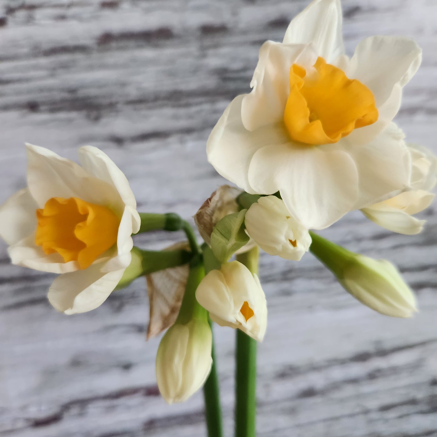 Narcissus - Kapiti Peach