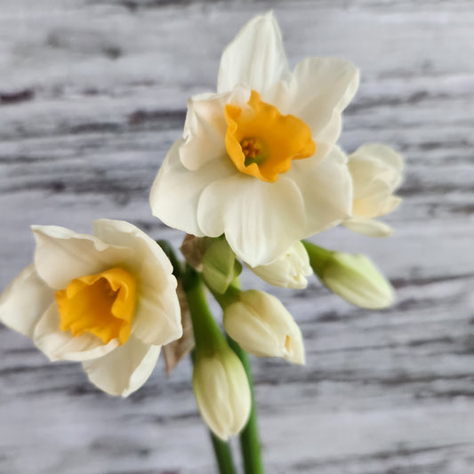 Narcissus - Kapiti Peach