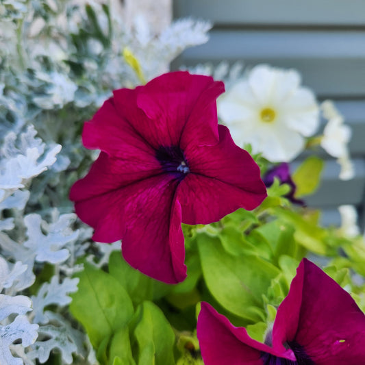 Pansy Mix