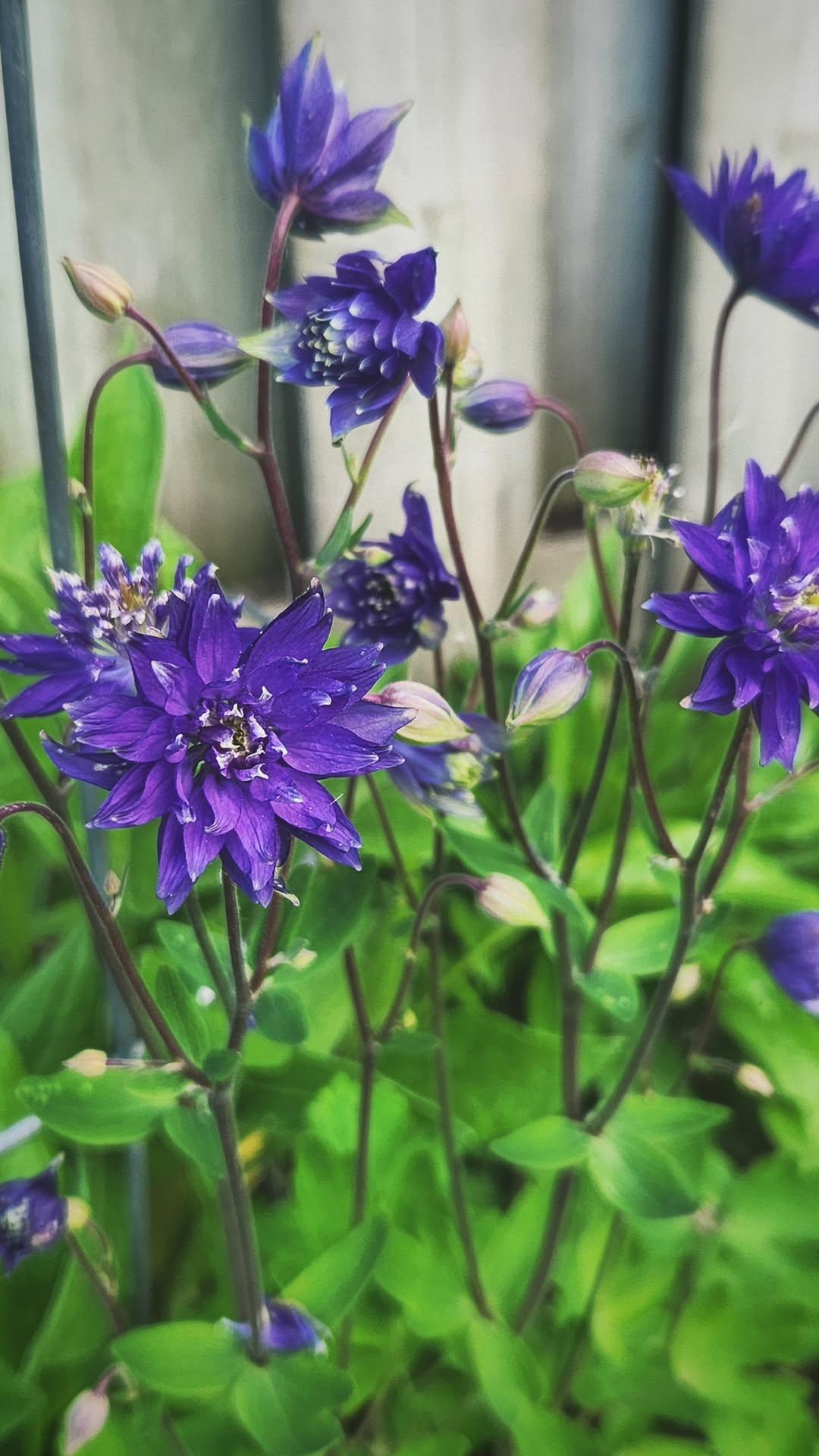 Purple Columbine