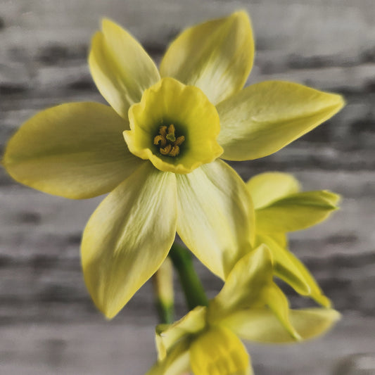 Narcissus - Lemon Shake