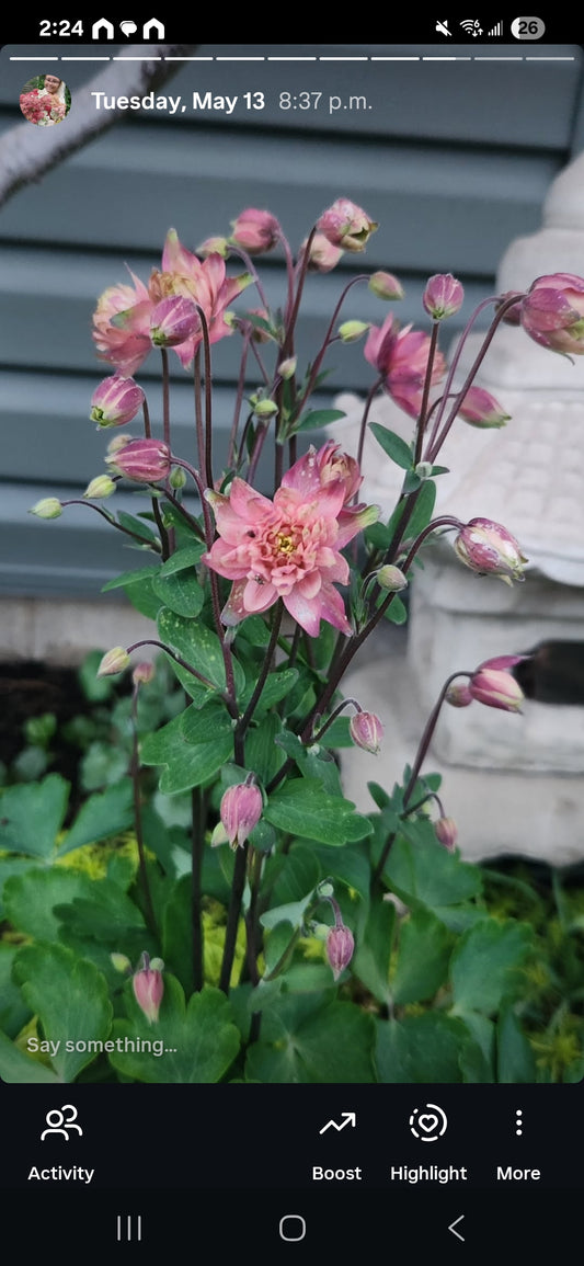 Columbine - Rose Barlow