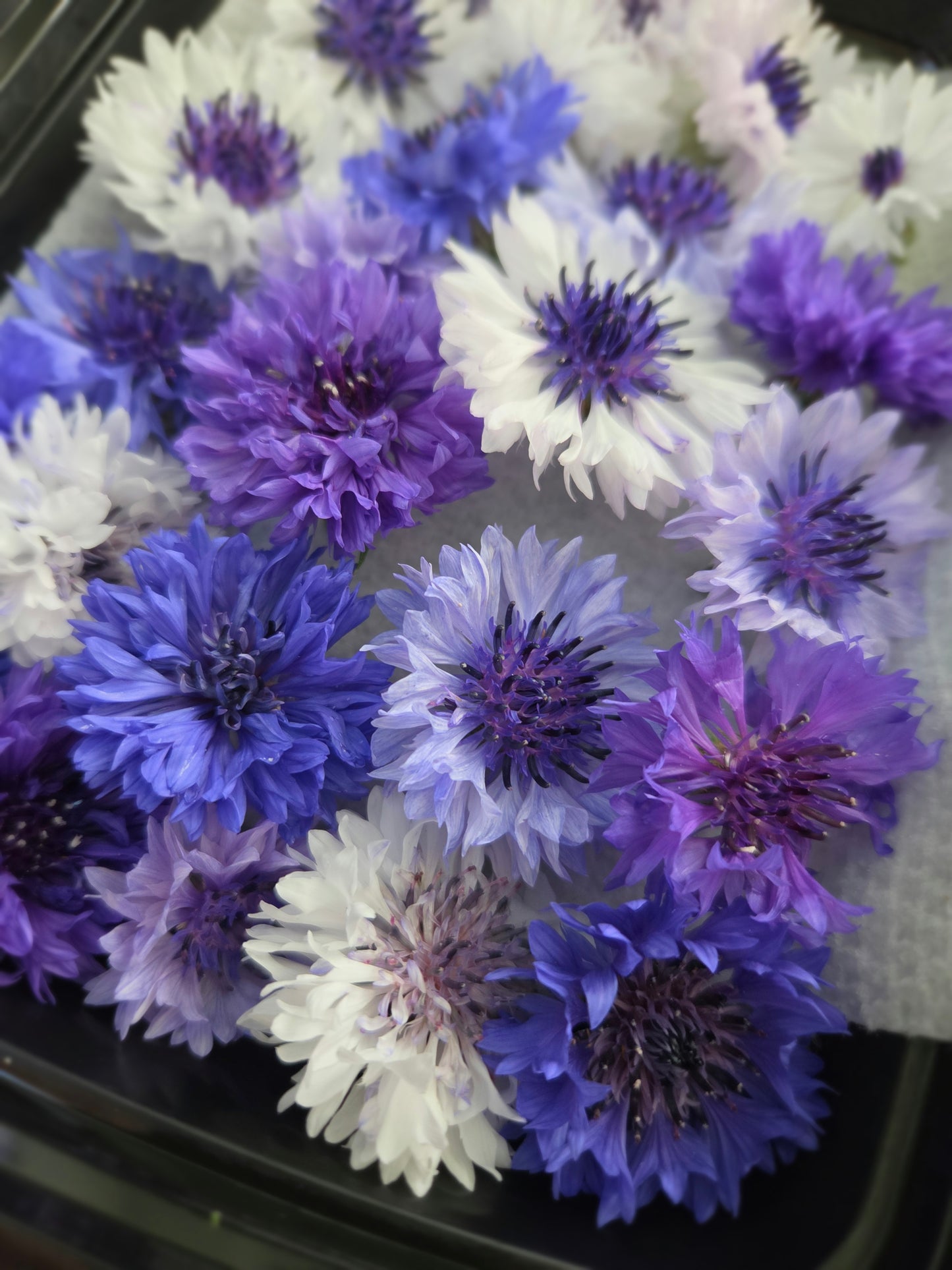 Edible Flowers - Cornflowers