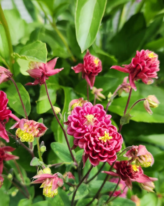 Double Columbine - Dark Red