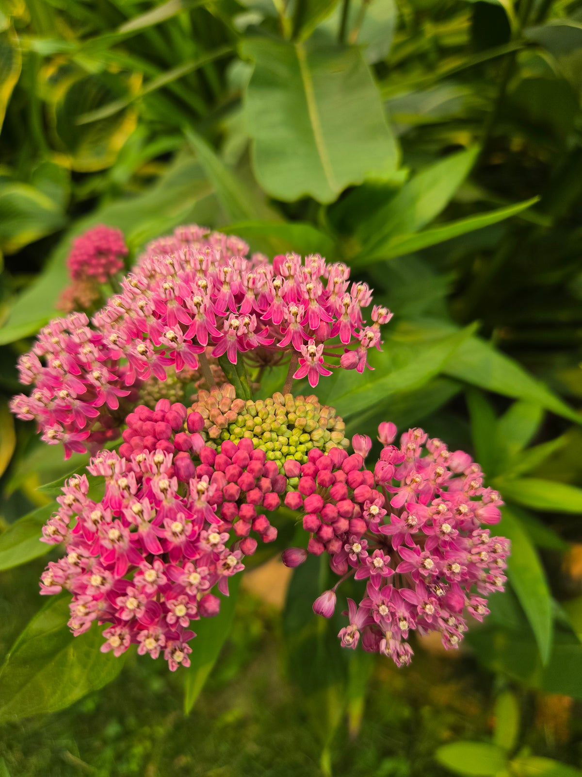 Milkweed - Pink Swamp