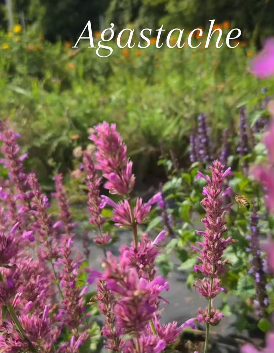 Agastache - Pink