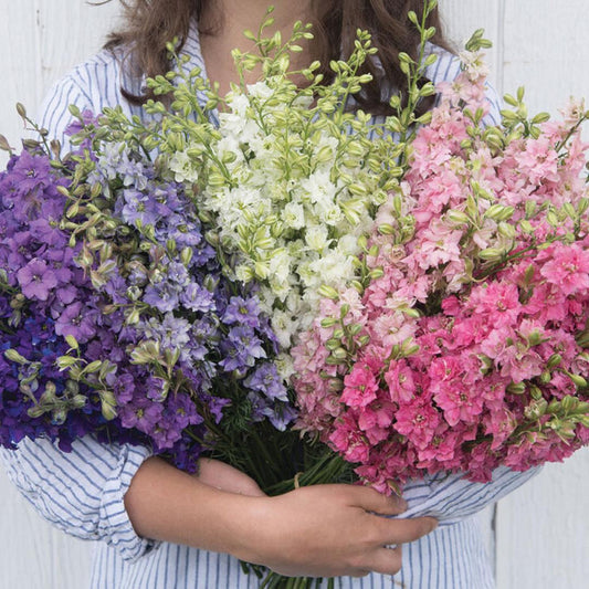 Larkspur Mix