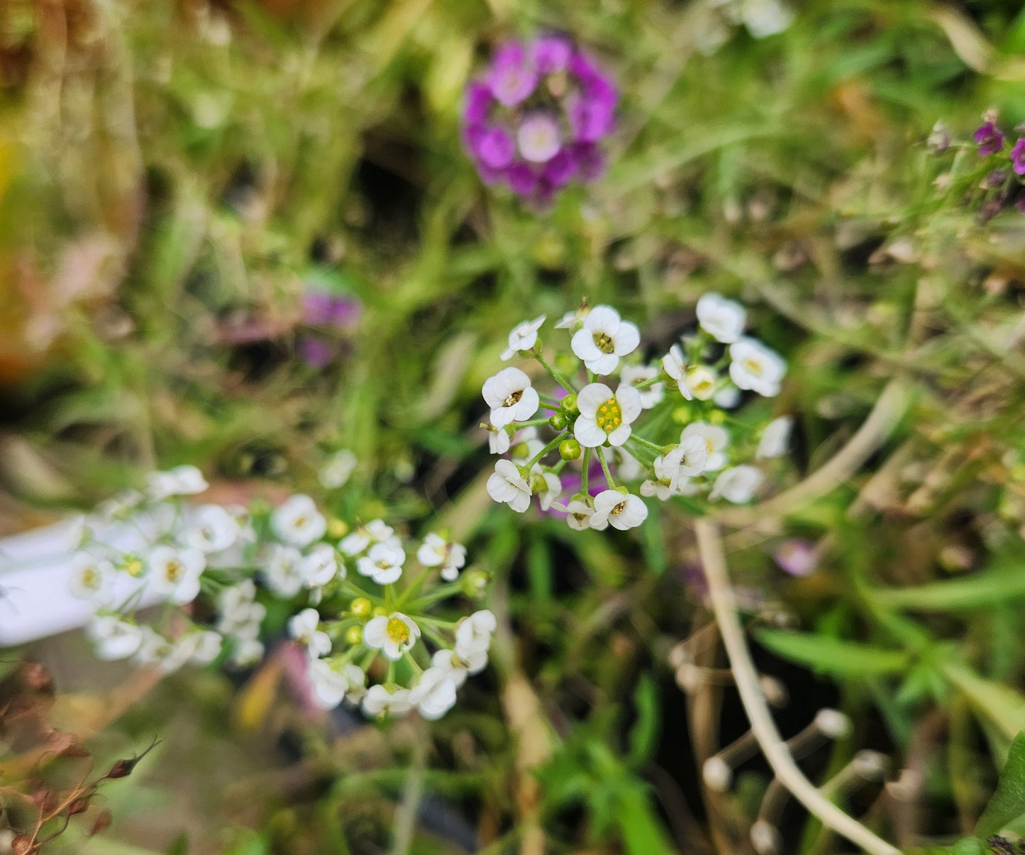 Alyssum - Sweet Bliss Blend