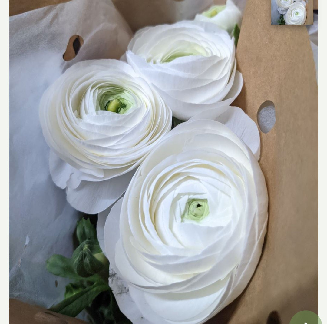 PREORDER - Mixed Ranunculus & Lisanthus Bouquets