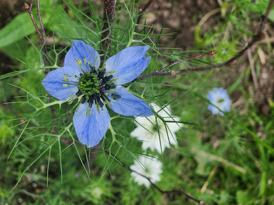 Nigelle dans la brume d'amour