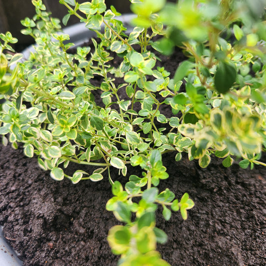 Thyme - Lemon