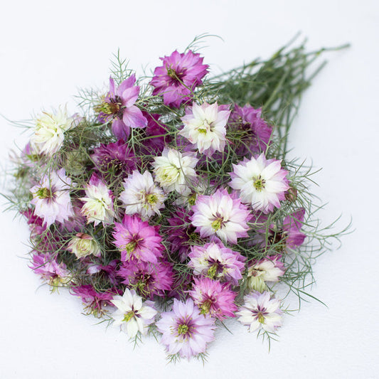 Nigella - Miss Jekyll Rose