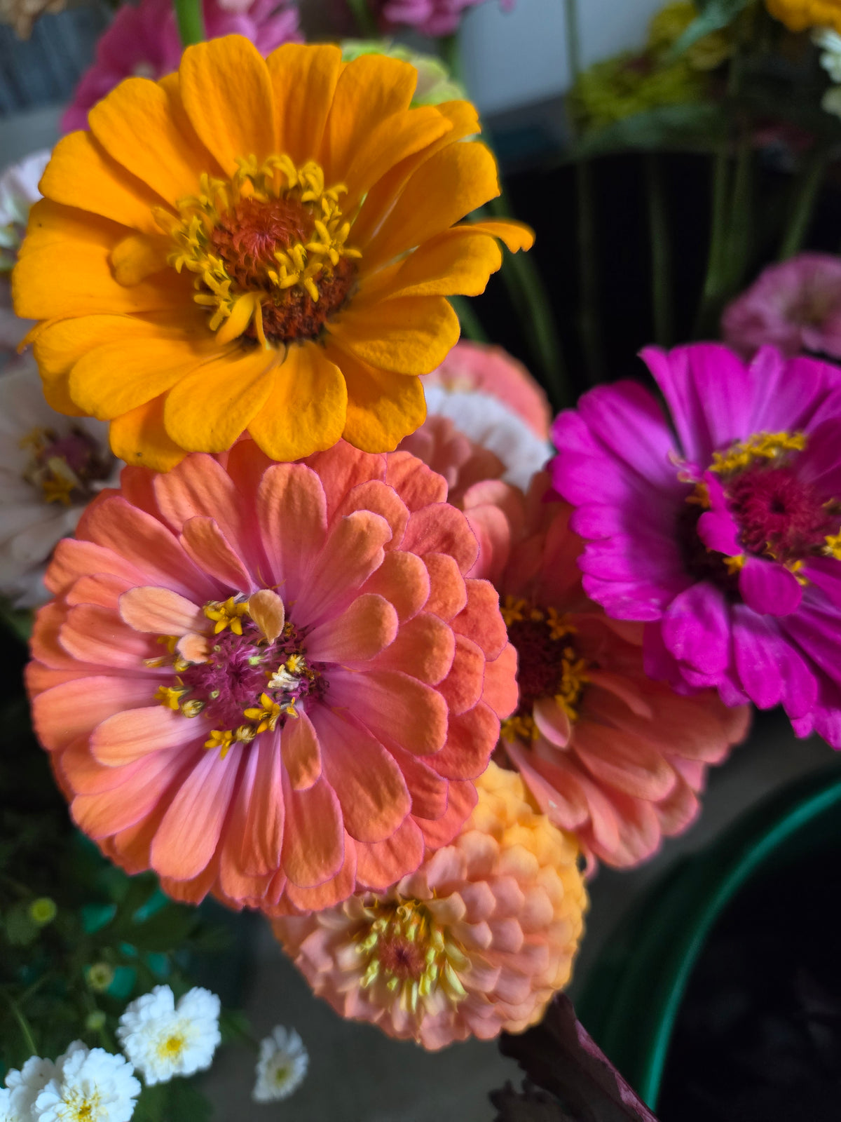 Zinnias - Wild North Cottage Mix