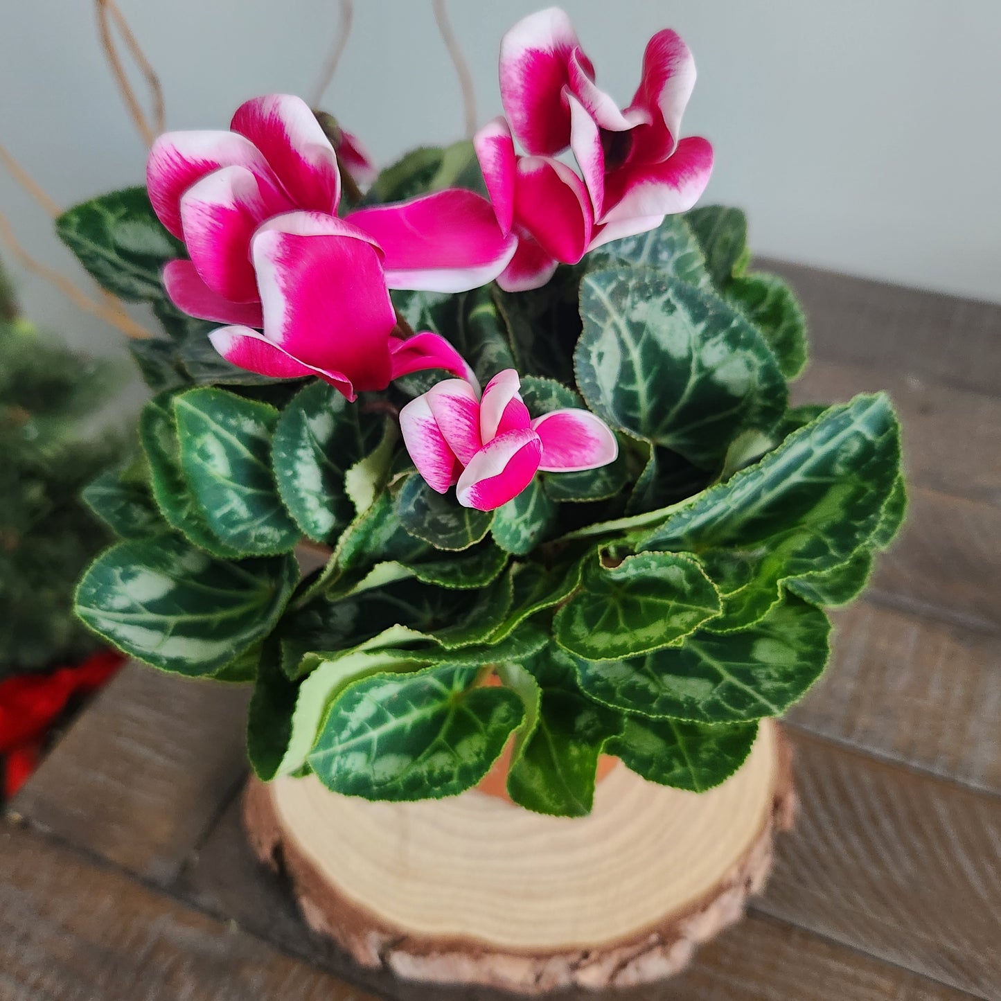 Christmas Cyclamen 4”