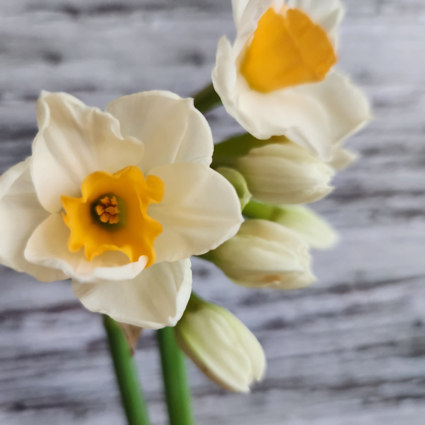 Narcissus - Kapiti Peach