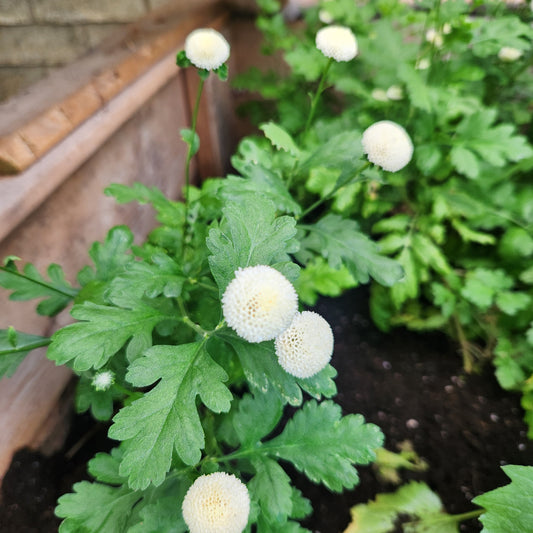 Feverfew - Snowball