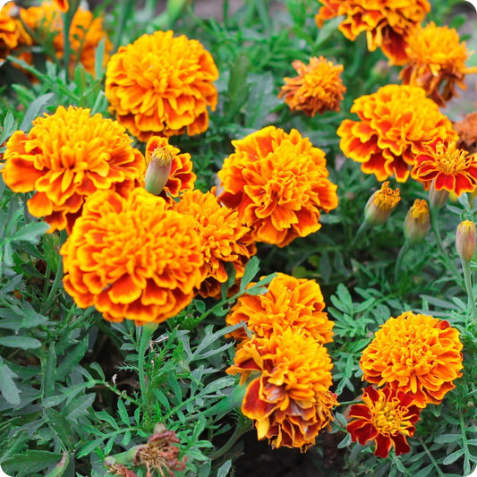 Marigold - French Dwarf Mix
