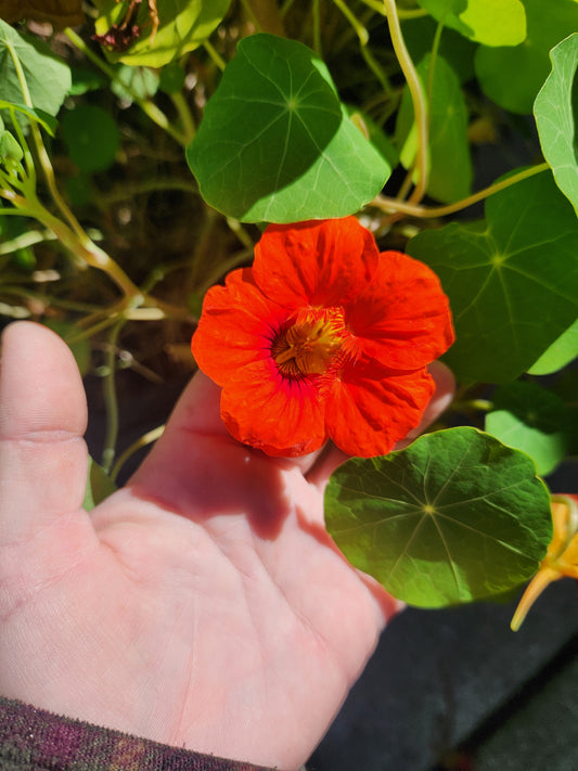 Nasturtium - Dwarf Jewel Double Mixture